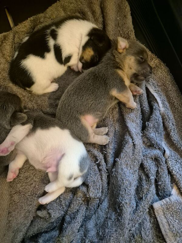 Jack Russell puppies for sale in Winchester, Hampshire – 3 weeks old - Image 2 of 8