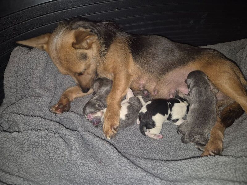 Jack Russell puppies for sale in Winchester, Hampshire – 3 weeks old - Image 4 of 8