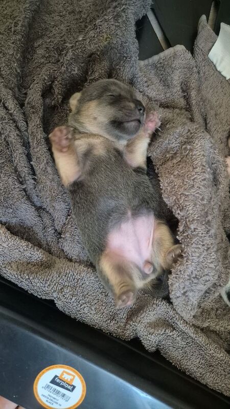 Jack Russell puppies for sale in Winchester, Hampshire – 3 weeks old - Image 5 of 8