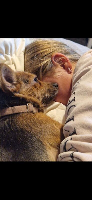 Jack Russell puppies for sale in Winchester, Hampshire – 3 weeks old - Image 7 of 8