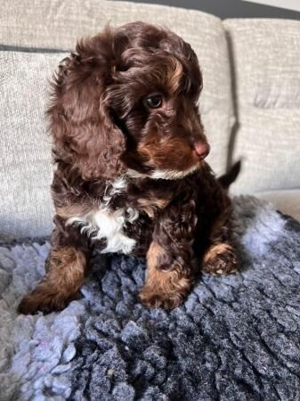 Stunning Cavapoo Puppies, Heath checked for sale in Southampton, Hampshire - Image 1