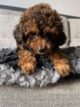Stunning Cavapoo Puppies, Heath checked for sale in Southampton, Hampshire - Image 2