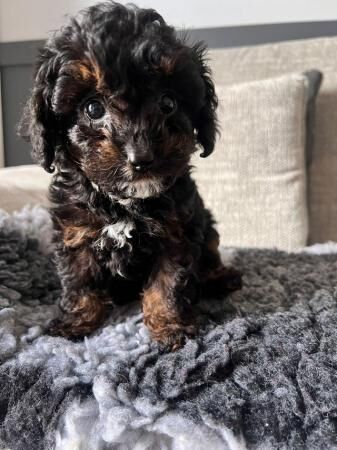 Stunning Cavapoo Puppies, Heath checked for sale in Southampton, Hampshire - Image 3
