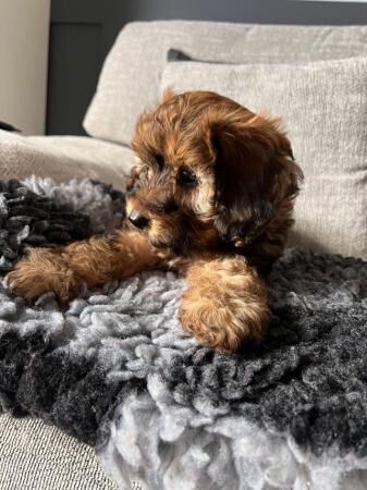 Stunning Cavapoo Puppies, Heath checked for sale in Southampton, Hampshire - Image 4