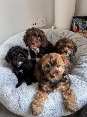 Stunning Cavapoo Puppies, Heath checked for sale in Southampton, Hampshire - Image 5