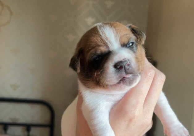 Jack Russell puppies for sale in Sittingbourne, Kent – 7 months old - Image 1 of 2