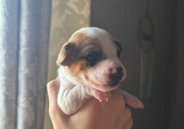 Jack Russell puppies for sale in Sittingbourne, Kent – 7 months old - Image 2 of 2
