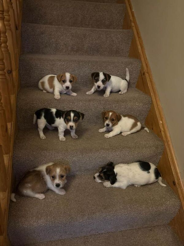 Jack Russell Terrier puppies for sale in Salford, Greater Manchester – 8 weeks old
