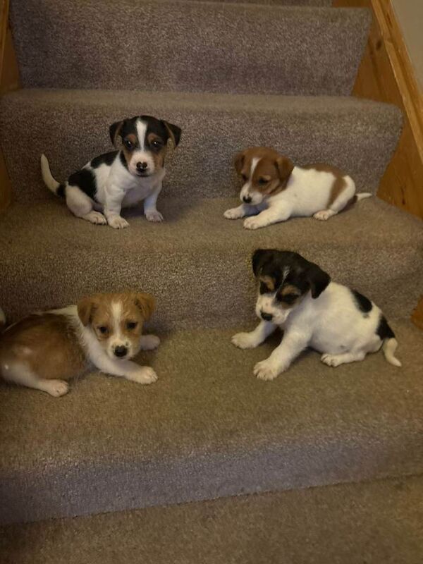 Jack Russell Terrier puppies for sale in Salford, Greater Manchester – 8 weeks old - Image 3 of 6