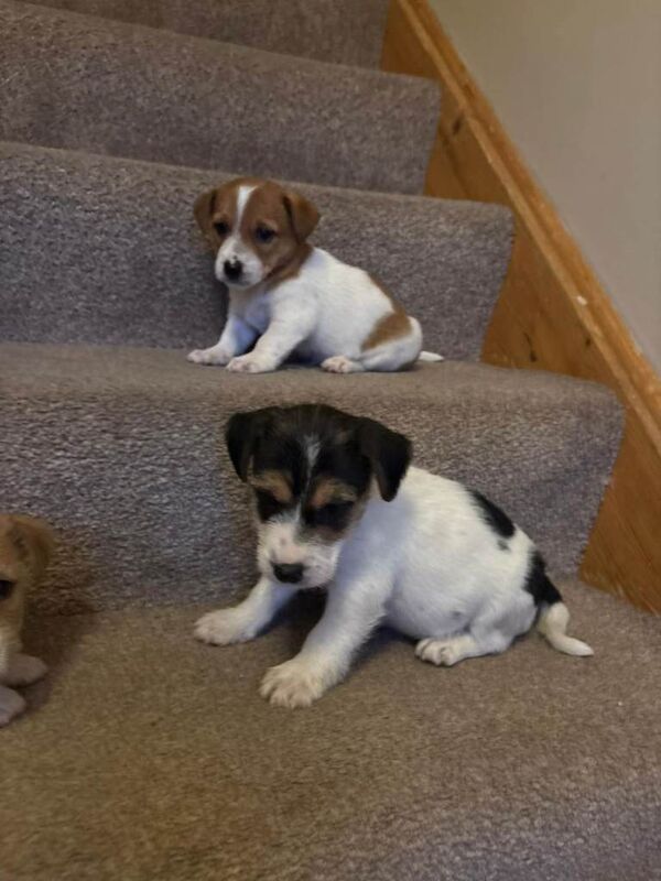 Jack Russell Terrier puppies for sale in Salford, Greater Manchester – 8 weeks old - Image 4 of 6