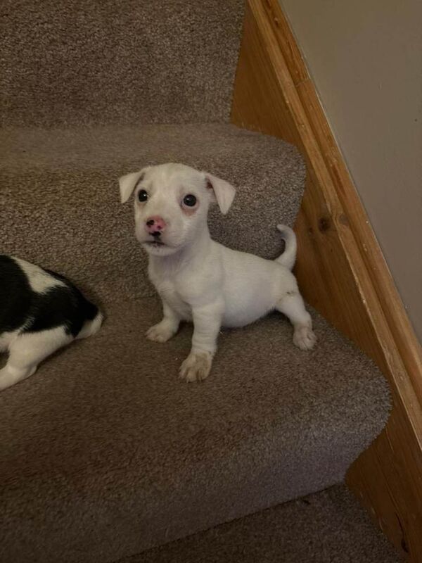 Jack Russell Terrier puppies for sale in Salford, Greater Manchester – 8 weeks old - Image 5 of 6