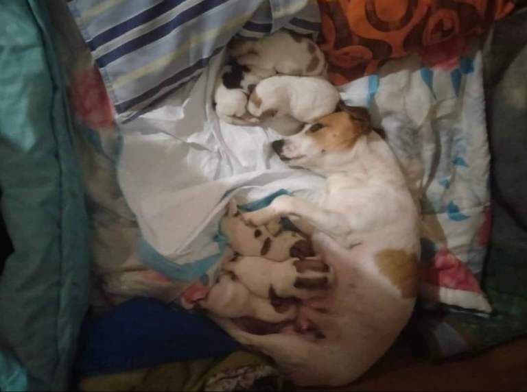 Jack Russell Terrier puppies for sale in Salford, Greater Manchester – 8 weeks old - Image 6 of 6