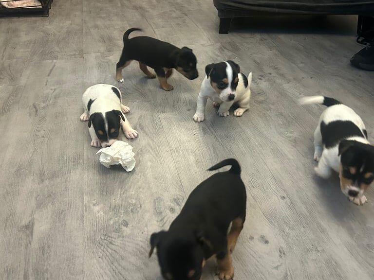Jack Russell Terrier puppies for sale in Swansea / Abertawe, West Glamorgan – 6 weeks old
