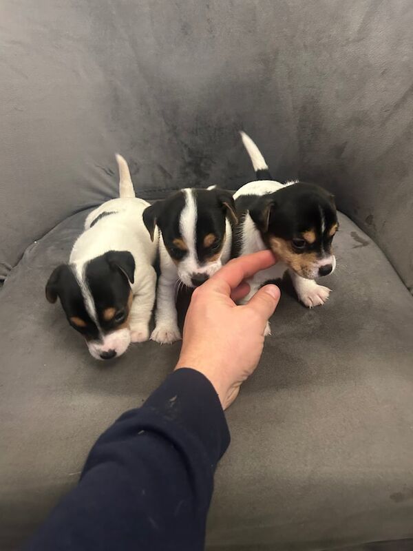 Jack Russell Terrier puppies for sale in Swansea / Abertawe, West Glamorgan – 6 weeks old - Image 2 of 4