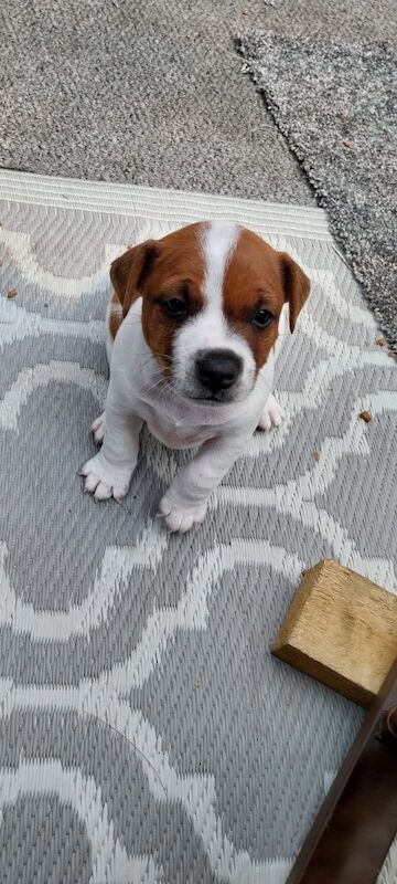 Stunning jack russell pup for sale in Rotherham, South Yorkshire
