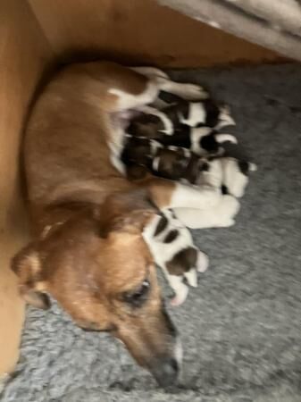 Stunning Jack Russell Puppies for sale in Liverpool, Merseyside