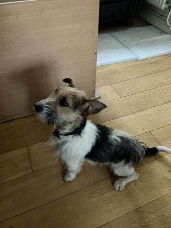 Stunning Jack Russell Puppies for sale in Liverpool, Merseyside - Image 2