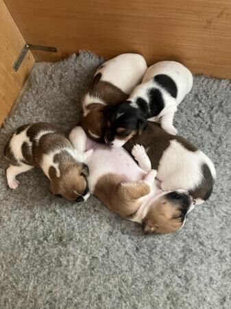Stunning Jack Russell Puppies for sale in Liverpool, Merseyside - Image 3