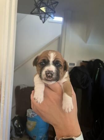 Stunning Jack Russell Puppies for sale in Liverpool, Merseyside - Image 4