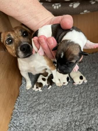 Stunning Jack Russell Puppies for sale in Liverpool, Merseyside - Image 5