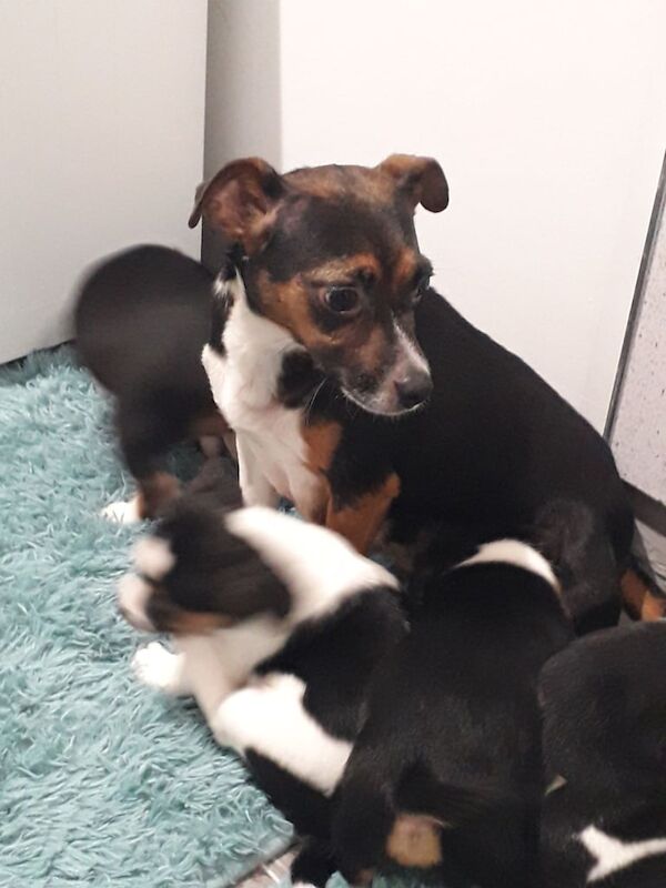 Jack Russell Terrier puppies for sale in Reading, Berkshire – 8 weeks old