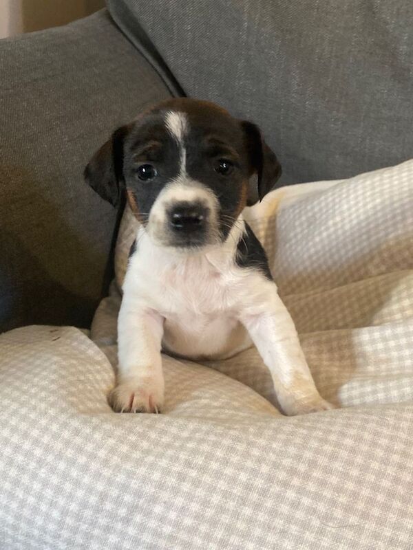 Jack Russell Terrier puppies for sale in Darlington, Durham – 6 weeks old