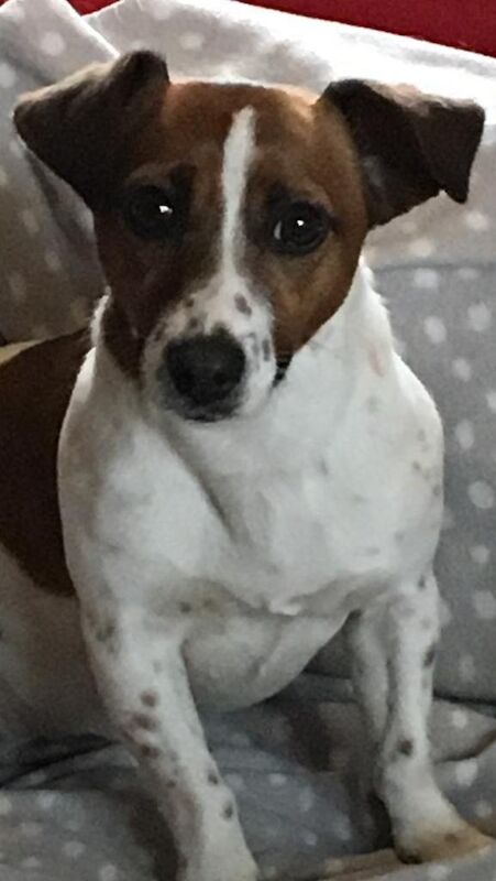 Jack Russell Terrier puppies for sale in Darlington, Durham – 6 weeks old - Image 2 of 5