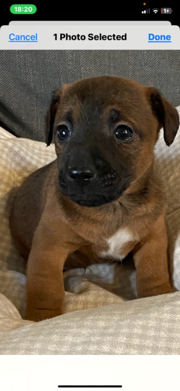 Jack Russell Terrier puppies for sale in Darlington, Durham – 6 weeks old - Image 3 of 5