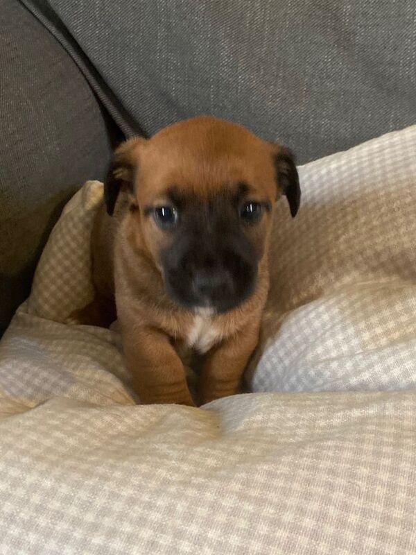 Jack Russell Terrier puppies for sale in Darlington, Durham – 6 weeks old - Image 4 of 5