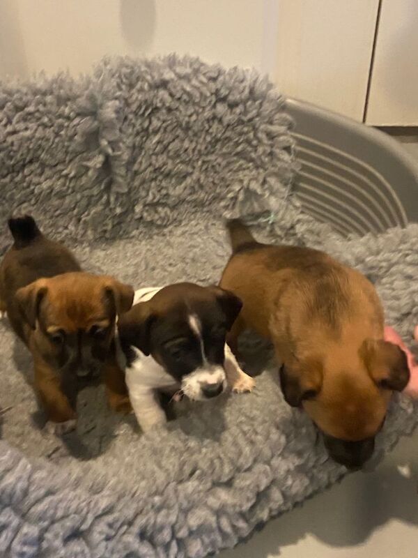 Jack Russell Terrier puppies for sale in Darlington, Durham – 6 weeks old - Image 5 of 5