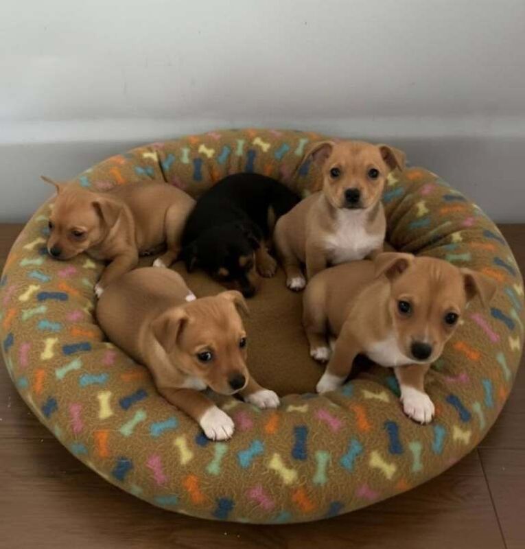 Jack Russell Terrier puppies for sale in Chingford, Greater London – 10 weeks old