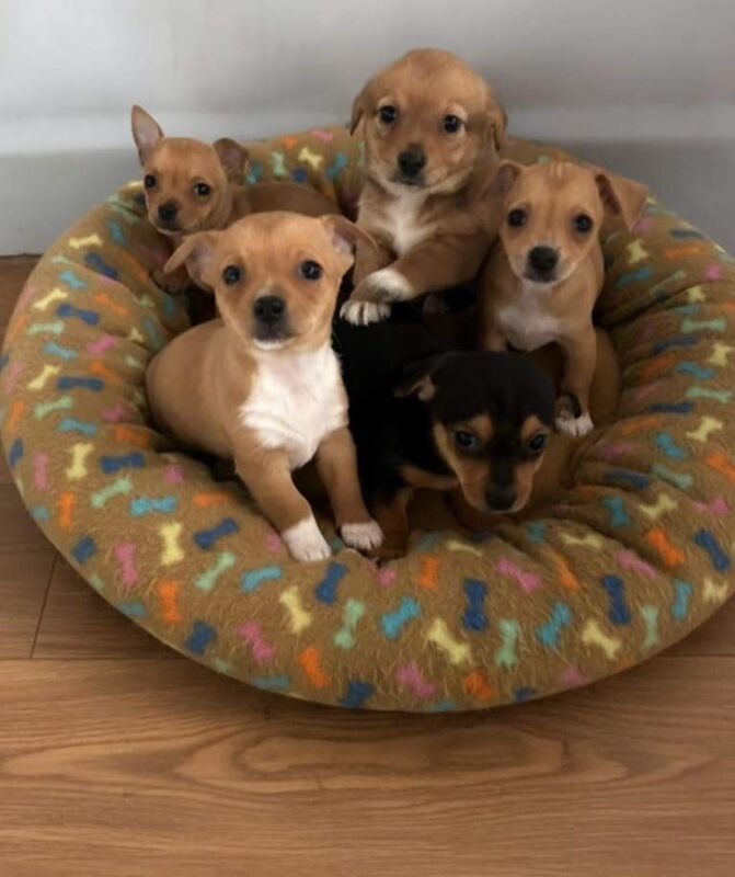 Jack Russell Terrier puppies for sale in Chingford, Greater London – 10 weeks old - Image 2 of 6