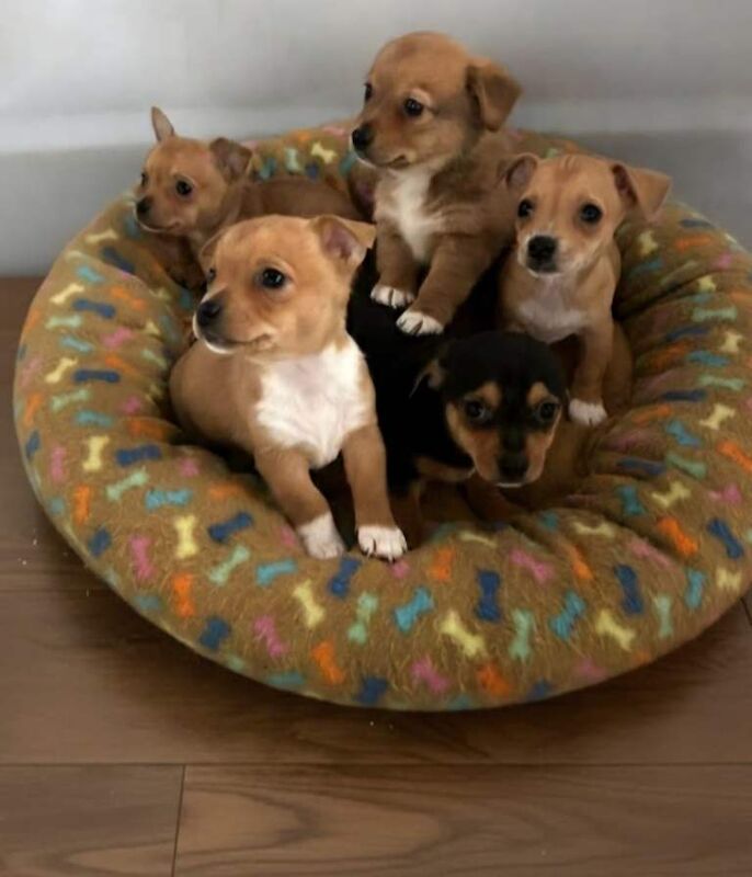 Jack Russell Terrier puppies for sale in Chingford, Greater London – 10 weeks old - Image 3 of 6