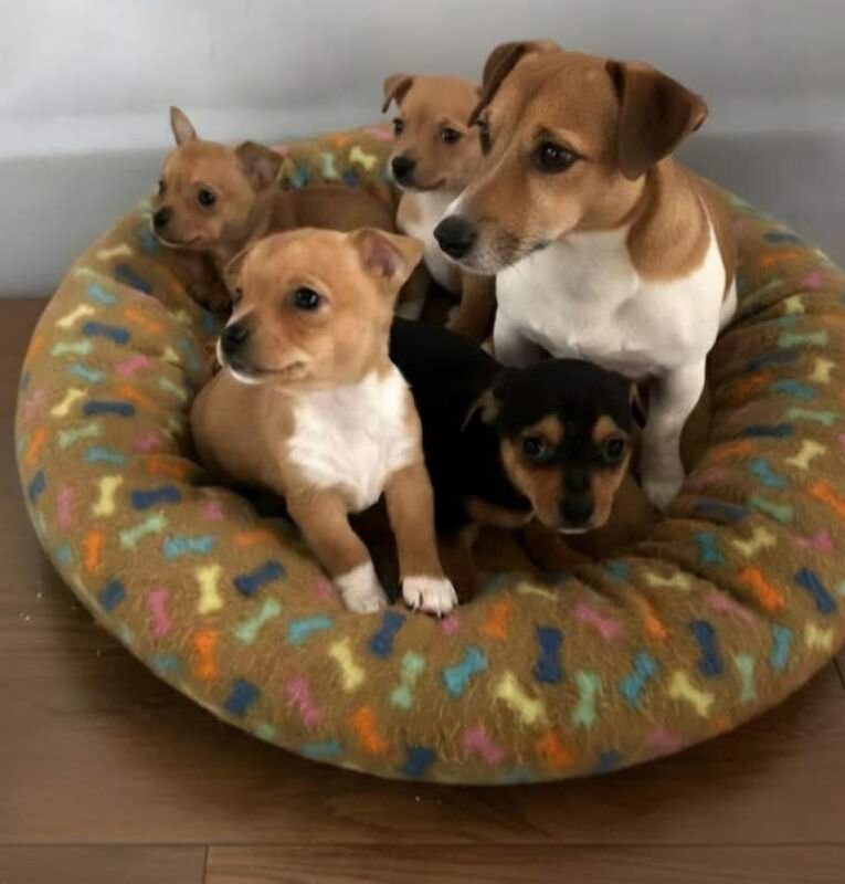 Jack Russell Terrier puppies for sale in Chingford, Greater London – 10 weeks old - Image 4 of 6
