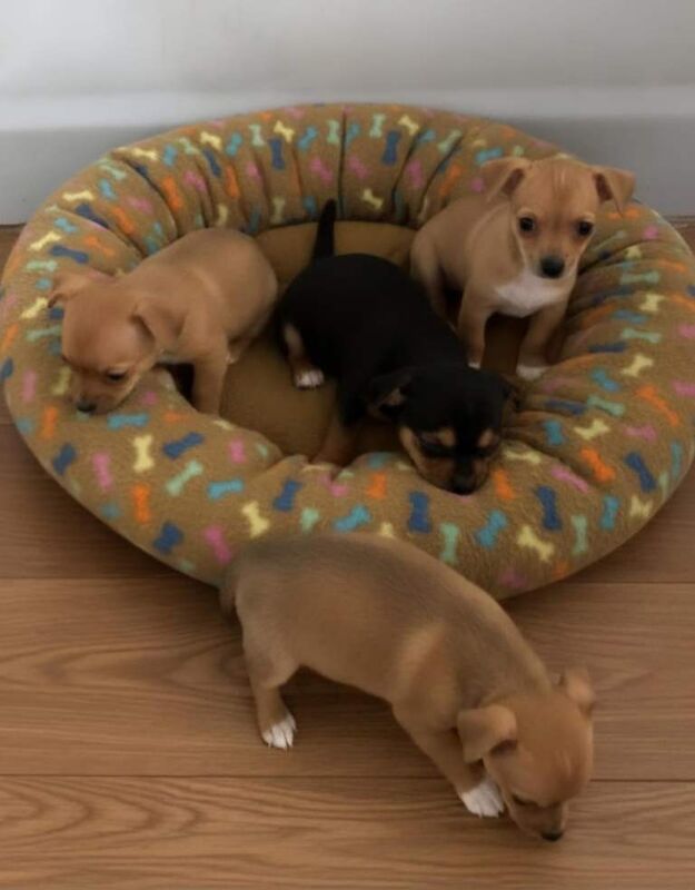 Jack Russell Terrier puppies for sale in Chingford, Greater London – 10 weeks old - Image 5 of 6