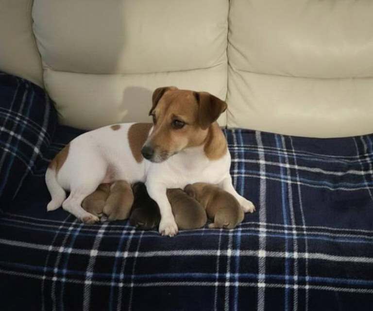 Jack Russell Terrier puppies for sale in Chingford, Greater London – 10 weeks old - Image 6 of 6