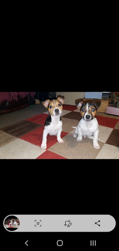 Jack Russell puppies for sale in Doncaster, South Yorkshire – 1 year old - Image 1 of 3