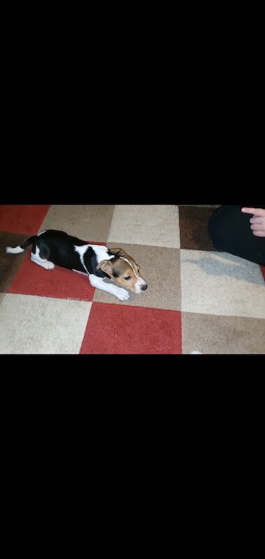 Jack Russell puppies for sale in Doncaster, South Yorkshire – 1 year old - Image 2 of 3