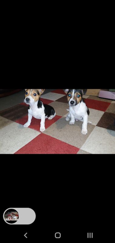 Jack Russell puppies for sale in Doncaster, South Yorkshire – 1 year old - Image 3 of 3