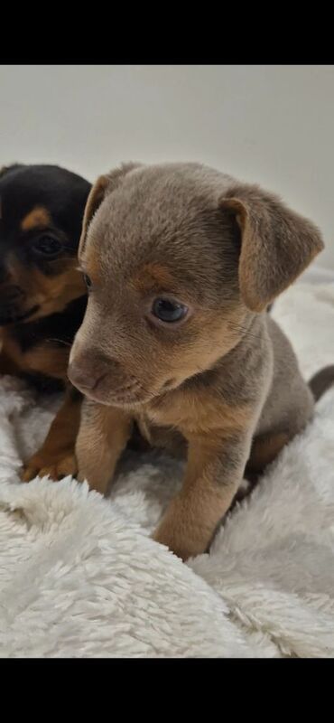 Jack Russell puppies for sale in Winchester, Hampshire – 7 weeks old