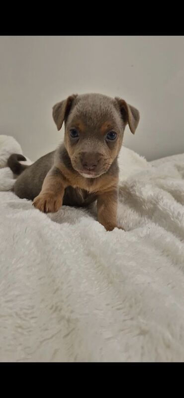Jack Russell puppies for sale in Winchester, Hampshire – 7 weeks old - Image 2 of 15