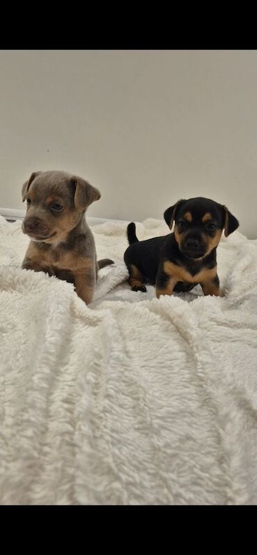 Jack Russell puppies for sale in Winchester, Hampshire – 7 weeks old - Image 3 of 15
