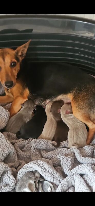 Jack Russell puppies for sale in Winchester, Hampshire – 7 weeks old - Image 4 of 15