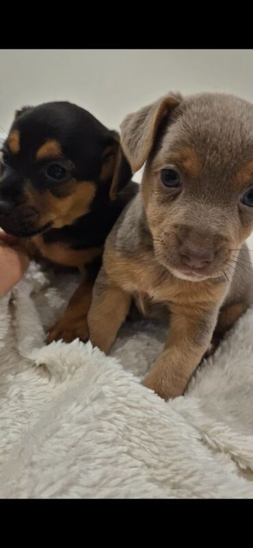 Jack Russell puppies for sale in Winchester, Hampshire – 7 weeks old - Image 5 of 15