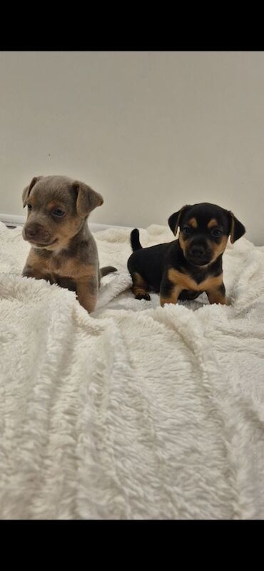 Jack Russell puppies for sale in Winchester, Hampshire – 7 weeks old - Image 7 of 15