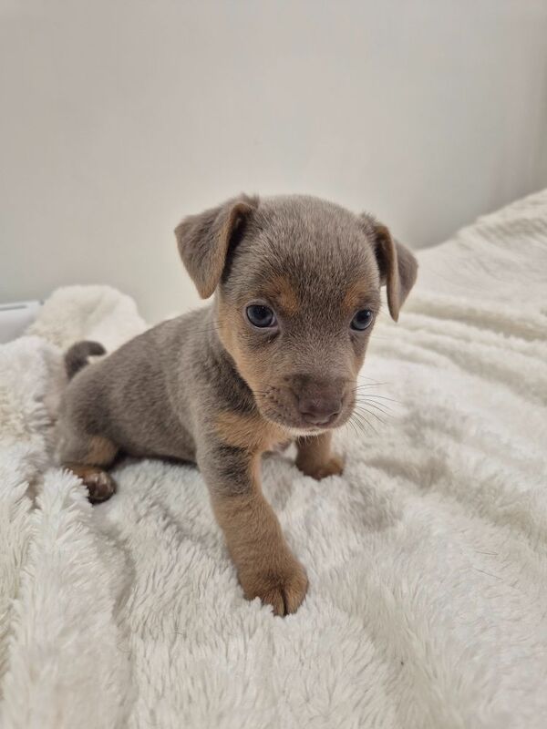 Jack Russell puppies for sale in Winchester, Hampshire – 7 weeks old - Image 9 of 15