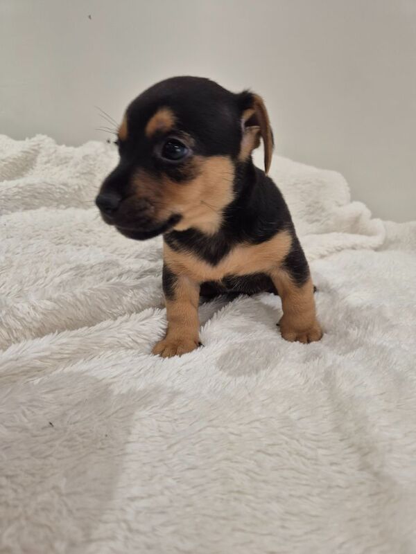 Jack Russell puppies for sale in Winchester, Hampshire – 7 weeks old - Image 10 of 15