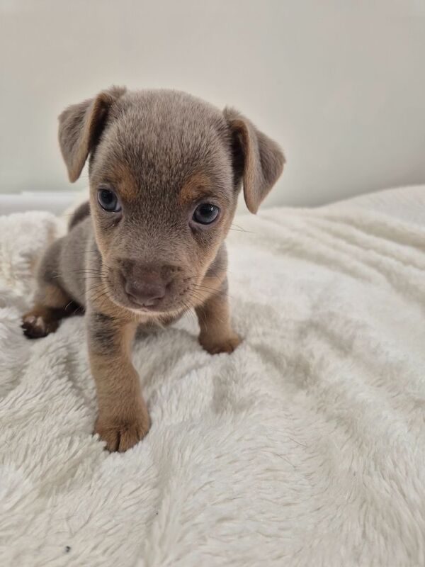 Jack Russell puppies for sale in Winchester, Hampshire – 7 weeks old - Image 11 of 15
