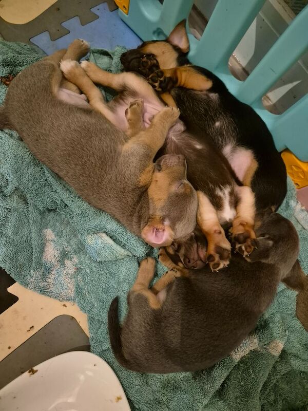 Jack Russell puppies for sale in Winchester, Hampshire – 7 weeks old - Image 12 of 15