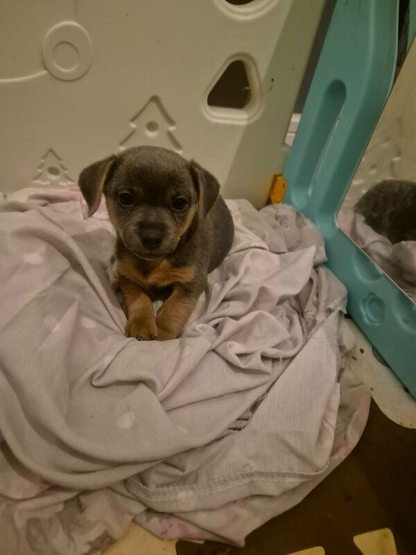 Jack Russell puppies for sale in Winchester, Hampshire – 7 weeks old - Image 13 of 15